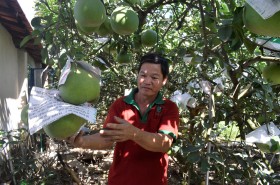 Phát triển kinh tế tập thể gắn với xây dựng nông thôn mới
