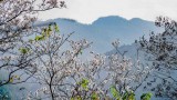 越南西北地区羊蹄甲花绽放迎春