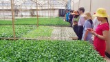 越南林同省的农业旅游