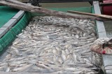 Xác định nguyên nhân dẫn đến cá chết trắng trên sông Sài Gòn