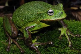 Phát hiện một loài nhái túi mới trong rừng rậm Amazon ở Peru