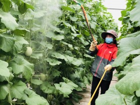 Nâng chất nông nghiệp đô thị