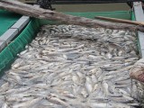 Vụ cá chết hàng loạt ở Dầu Tiếng: Không phải do nguồn xả thải bất thường