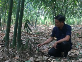 Nguồn lợi lớn từ mô hình trồng tre điền trúc