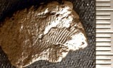 Dấu vân tay 5.000 năm in hằn trên bình đất sét