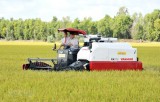 Vietnamese rice accounts for 84 percent of Philippines’ rice imports