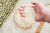 越南大米占菲律宾大米进口总量的84%