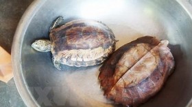 自然教育中心成功解救157只野生动物