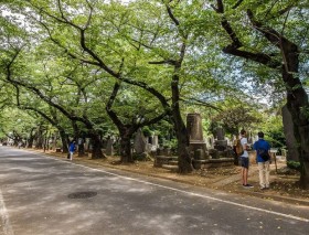 Hình thức mai táng dưới gốc cây đang trở nên phổ biến ở Nhật