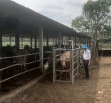 Chủ động phòng, chống bệnh viêm da nổi cục trên gia súc