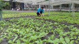 Xã Hưng Hòa, huyện Bàu Bàng: Phát động phong trào tăng gia sản xuất tại chỗ ứng phó với dịch bệnh