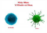 Vi khuẩn và virus loại nào nguy hiểm hơn?