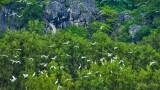 Vietnam promotes cooperation on nature preservation with WWF