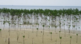ASEAN launches region-wide greening initiative