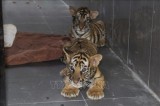 乂安省打击非法交易和饲养老虎行为取得重大突破