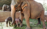 Sri Lanka: Voi sinh đôi hiếm gặp ở trại voi mồ côi lớn nhất thế giới