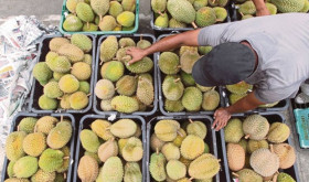 Malaysia enjoys 107 percent increase in durian export value in five years