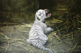 Hổ trắng quý hiếm chào đời khỏe mạnh tại vườn thú Nicaragua
