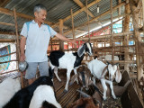 Huyện Bắc Tân Uyên: Ngành chăn nuôi nâng cao hiệu quả, phát triển bền vững