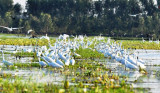 Photo contest on conservation, sustainable use of wetlands calls for entries