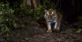 Tigers might disappear in Laos: WWF