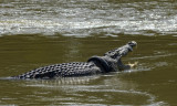 Cá sấu kẹt cổ vào lốp xe được giải thoát sau 5 năm