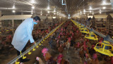 Hiệu quả trang trại gà công nghệ cao