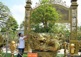 Dong Thap: yellow apricot tree collection sets world record