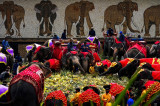 Công viên mở tiệc buffet cho voi