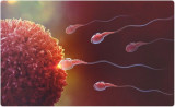 Mối liên quan giữa COVID-19 và khả năng sinh sản của nam giới