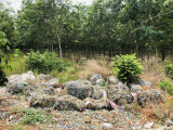 Cần xử lý nghiêm hành vi đổ rác thải gây ô nhiễm môi trường