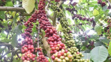 力争至2025年咖啡重新种植和嫁接面积10.7万公顷