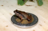 Phát hiện nhiều loài ếch tí hon kích thước nhỏ như móng tay ở Mexico