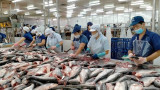 越南查鱼颇受北欧消费者的特别欢迎
