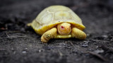 Cơ hội chiêm ngưỡng rùa bạch tạng độc nhất vô nhị tại Thụy Sĩ