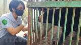 Last captive bear in Binh Phuoc transferred to rescue centre