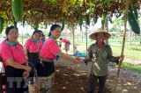 Báo Vientiane Times: Quan hệ Lào-Việt Nam ngày càng sâu sắc