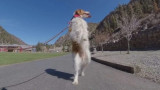 Câu chuyện kỳ lạ về một chú chó chuyên đi trên hai chân