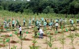 VSIP合资公司与乐高公司联合发起5万棵树种植活动