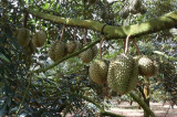 51 PUCs in Vietnam eligible for shipment of durian to China