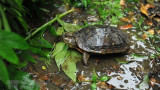 2022年越南陆龟和淡水龟识别指南问世