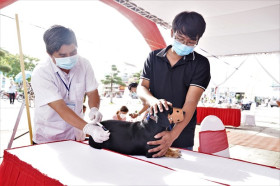 FAO, WHO và CDC Hoa Kỳ cam kết cùng Việt Nam loại trừ bệnh dại