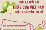 Bưởi là trái cây thứ 7 của Việt Nam nhập khẩu vào Hoa Kỳ