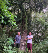 Stories of the past may flow beneath the great mangosteen tree