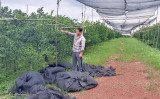 High-tech application in agricultural development promoted in Bac Tan Uyen district