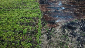 Indonesia, US partner in reducing forestry carbon emissions
