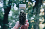 Chu-hi-cha, loại trà đặc biệt làm từ chất thải của sâu bướm