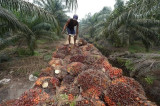 Indonesia, Malaysia cooperate in protecting interests in palm oil sector