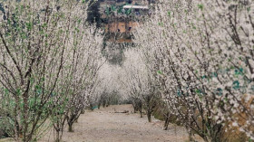 北河高原花季正值 纯白李花开满枝头