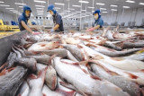 Vietnamese pangasius exports plunge in January